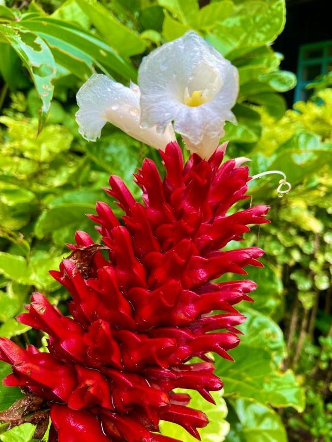 Flor De La Selva Διαμέρισμα Puerto Nariño Εξωτερικό φωτογραφία